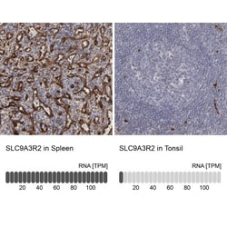 NHERF-2 Antibody, Novus Biologicals:Antibodies:Primary Antibodies